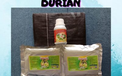 TERMURAH 0812–2882–4834 Paket Perawatan Durian Pasca Panen Kalimantan Barat, Paket Perawatan Durian Baru Tanam Pontianak, Paket Obat Pembasmi Hama Durian Sambas