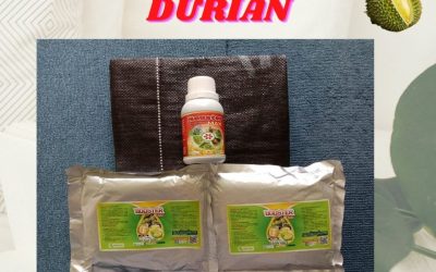 BERKUALITAS 0812-2882-4834 Paket Perawatan Durian Pasca Panen Kota Singkawang, Perawatan Durian Baru Tanam Kota Pontianak, Obat Pembasmi Hama Durian Sungai Raya