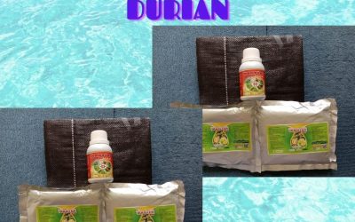 TERPERCAYA 0812-2882-4834 Paket Perawatan Durian Pasca Tanam Sumatra Utara, Perawatan Durian Pasca Panen Medan, Perawatan Durian Baru Tanam Tapanuli Tengah