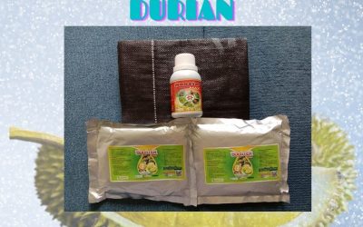 MURAH 0812-2882-4834 Paket Perawatan Durian Pasca Tanam Labuhan Batu, Perawatan Durian Pasca Panen Rantau Prapat, Perawatan Durian Baru Tanam Dairi