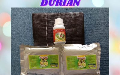 TERJAMIN 0812-2882-4834 Paket Perawatan Durian Pasca Tanam Nias Barat, Perawatan Durian Pasca Panen Lahomi, Perawatan Durian Baru Tanam Kota Medan