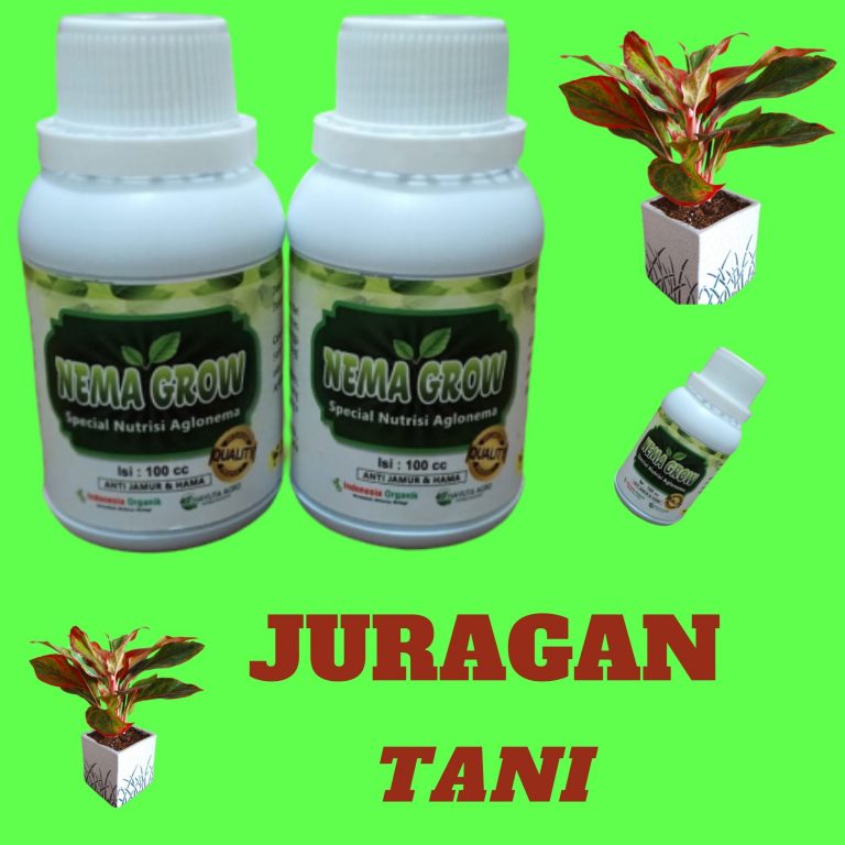 Pupuk Aglonema Bidadari, Pupuk Aglonema Lotus, Pupuk Aglonema Ruby