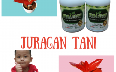 Pupuk Aglonema Lotus, Pupuk Aglonema Ruby, Pupuk Macam Macam Bunga Aglonema