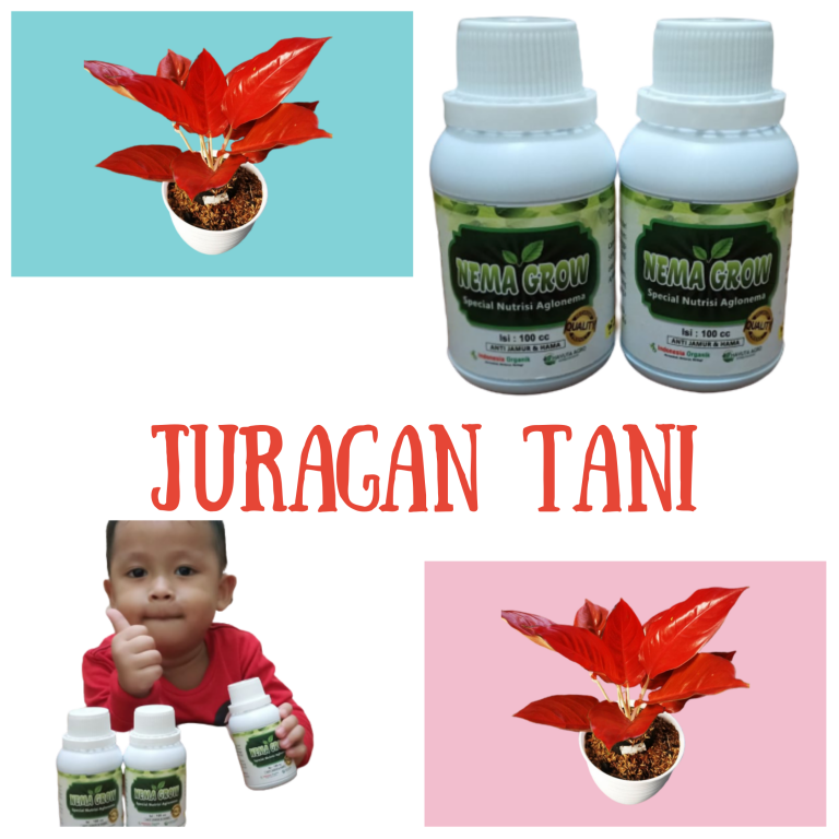Pupuk Aglonema Lotus, Pupuk Aglonema Ruby, Pupuk Macam Macam Bunga Aglonema