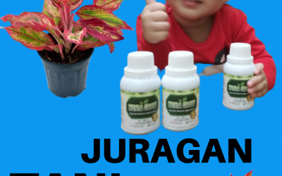 Pupuk Aglonema Ruby, Pupuk Macam Macam Bunga Aglonema, Pupuk Aglonema Red King