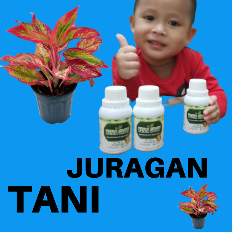 Pupuk Aglonema Ruby, Pupuk Macam Macam Bunga Aglonema, Pupuk Aglonema Red King