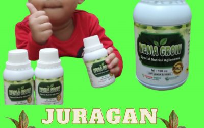 Pupuk Bunga Aglonema Red, Pupuk Aglonema Bidadari, Pupuk Aglonema Lotus