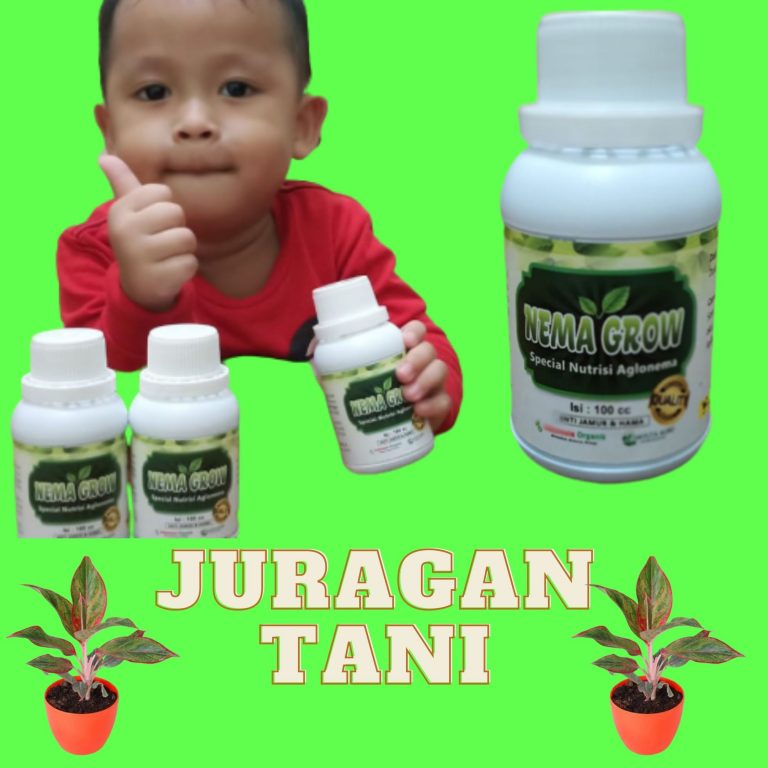 Pupuk Bunga Aglonema Red, Pupuk Aglonema Bidadari, Pupuk Aglonema Lotus