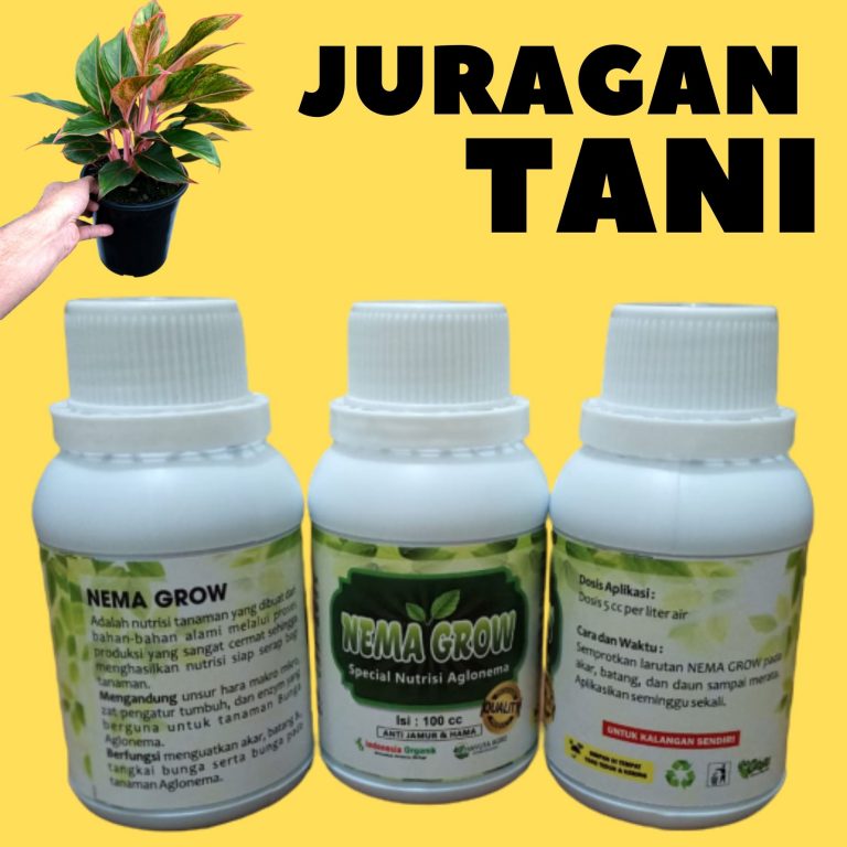 Pupuk Jenis-Jenis Aglonema, Pupuk Bunga Aglonema Red, Pupuk Aglonema Bidadari