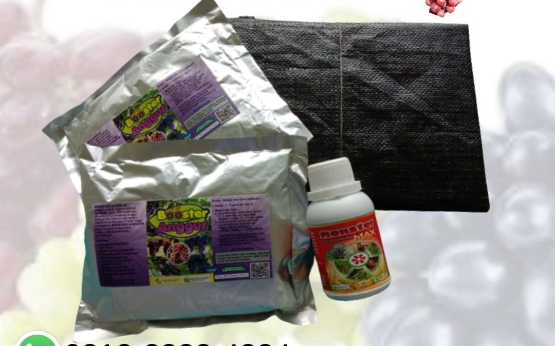 TERUPDATE 0812-2882-4834 Paket Booster Untuk Buah Anggur Jawa Timur, Paket Pertumbuhan Anggur Surabaya, Paket Organik Padat Khusus Anggur Bangkalan