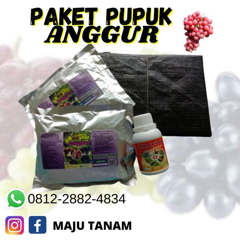 TERUPDATE 0812-2882-4834 Paket Booster Untuk Buah Anggur Jawa Timur, Paket Pertumbuhan Anggur Surabaya, Paket Organik Padat Khusus Anggur Bangkalan