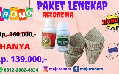 BIG SALE 0812-2882-4834 Paket Pupuk Aglonema Biar Cepat Beranak Sulawesi Utara, Paket Pupuk Aglonema Yang Bagus Manado, Paket Pupuk Aglonema Terbaik Bolaang Mongondow