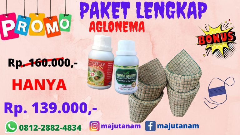 BIG SALE 0812-2882-4834 Paket Pupuk Aglonema Biar Cepat Beranak Sulawesi Utara, Paket Pupuk Aglonema Yang Bagus Manado, Paket Pupuk Aglonema Terbaik Bolaang Mongondow