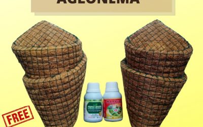 TERMURAH 0812-2882-4834 Diskon Paket Pupuk Daun Nutrisi Aglonema Kota Pangkal Pinang, Tempat Paket Pupuk Aglonema Super Manggar, Toko Paket Pupuk Aglonema Menghidupkan Belitung Timur