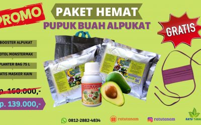 PROMO 0812-2882-4834 Jual Paket Pupuk Alpukat Pangkal Pinang, Agen Paket Pupuk Alpukat Mentega Bangka, Distributor Paket Pupuk Alpukat Mentega Super Sungai Liat