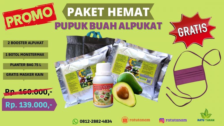 PROMO 0812-2882-4834 Jual Paket Pupuk Alpukat  Pangkal Pinang, Agen Paket Pupuk Alpukat Mentega Bangka, Distributor Paket Pupuk Alpukat Mentega Super Sungai Liat