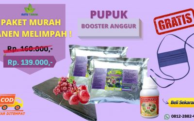 PROMO 0812-2882-4834 Jual Paket Pupuk Anggur Surabaya, Agen Paket Pupuk Anggur Power Bangkalan, Distributor Paket Pupuk Anggur Nutrition Banyuwangi