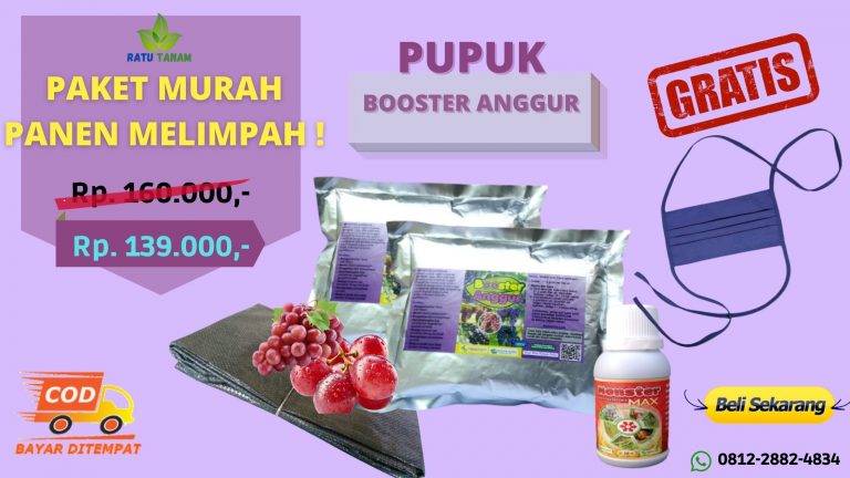 PROMO 0812-2882-4834 Jual Paket Pupuk Anggur  Surabaya, Agen Paket Pupuk Anggur Power Bangkalan, Distributor Paket Pupuk Anggur Nutrition Banyuwangi
