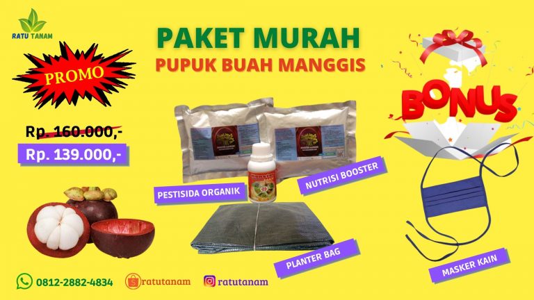 PROMO O812-2882-4834 Jual Paket Pupuk Buah Manggis  Ambon, Agen Pupuk Buah Manggis Maluku Tengah, Distributor Booster Manggis Masohi