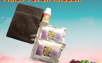 BEST SELLER 0812-2882-4834 Paket Pupuk Organik Padat Parigi, Paket Pupuk Booster Untuk Buah Anggur Purwakarta, Paket Pupuk Pertumbuhan Anggur Subang