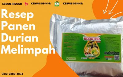 DISTRIBUTOR PUPUK BOOSTER DURIAN TERBAIK Pekan Baru, NUTRISI BUAH DURIAN Kampar, BOOSTER DURIAN Bangkinang