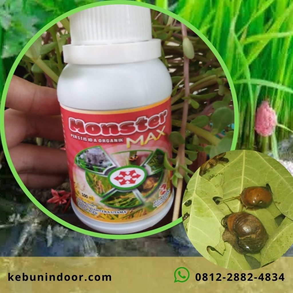 Agen Pestisida Organik Kalabahi, Produsen Pestisida Organik Untuk Cabe Atambua, Grosir Pestisida Organik Winarti Ende, Pabrik Pestisida Organik Untuk Hidroponik Larantuka, Pestisida Organik