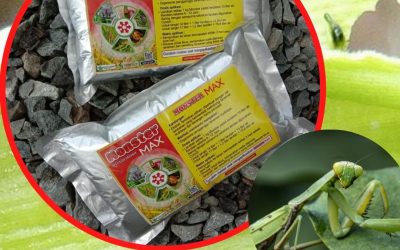 TELP 0812-2882-4834 Toko Pestisida Organik di Kalabahi, Subur Pestisida Organik Untuk Cabe Kota Atambua, Aman Pestisida Organik Winarti Di Ende