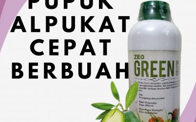 ALAMI! CALL! 0812-2882-4834 HARGA Pupuk Alpukat Cepat Besar Banyumas, AGEN Pupuk Alpukat Biar Cepat Berbuah Kota Semarang, Pupuk Alpukat Agar Cepat Besar Pemalang
