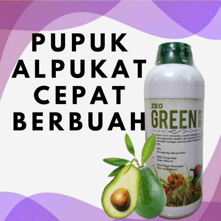 ALAMI! CALL! 0812-2882-4834 HARGA Pupuk Alpukat Cepat Besar Banyumas, AGEN Pupuk Alpukat Biar Cepat Berbuah Kota Semarang, Pupuk Alpukat Agar Cepat Besar Pemalang