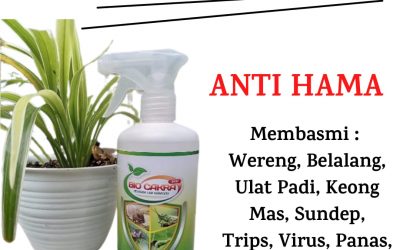 BIG SALE, 0812-2882-4834, Jual Pestisida Pembasmi Hama Kutu Putih Purwodadi, Agen Pestisida Pembasmi Hama Trips Jepara, Harga Pestisida Pembasmi Hama Ulat Daun Karanganyar