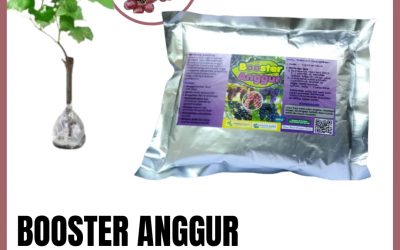DISKON, 0812-2882-4834, Jual Booster Buah Anggur, Agen Pupuk Anggur Cepat Berbuah Semarang, Distributor Pupuk Anggur Saat Berbunga Banjarnegara,