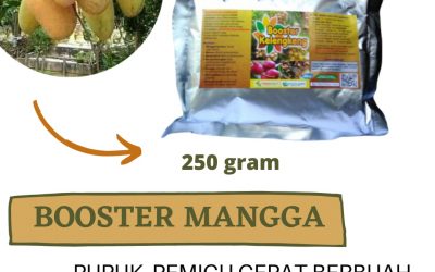 ORGANIK, 0812-2882-4834, Pabrik Booster Untuk Tanaman Mangga Bintan, Jual Booster Pohon Mangga Tarempa, Agen Booster Buah Mangga Bandar Seri Bentan