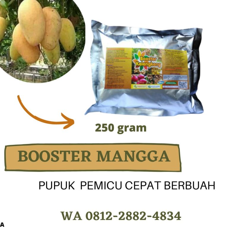 ORGANIK, 0812-2882-4834, Pabrik Booster Untuk Tanaman Mangga Bintan, Jual Booster Pohon Mangga Tarempa, Agen Booster Buah Mangga Bandar Seri Bentan