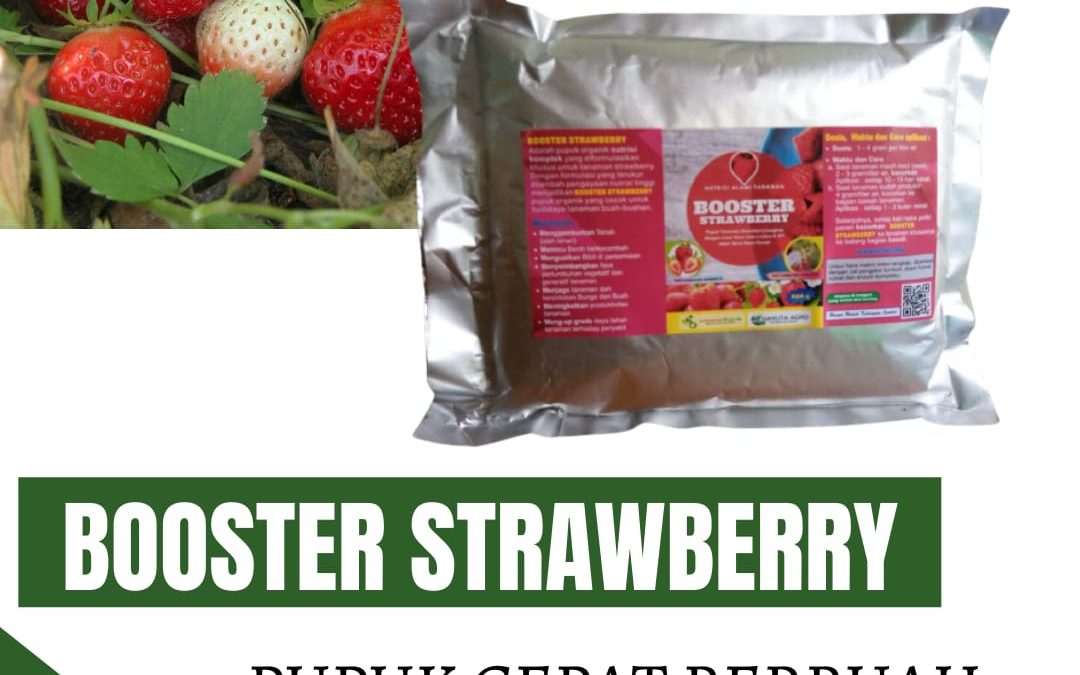 ORI, 0812-2882-4834, Pusat Pupuk Strawberry Cepat Berbuah Tasikmalaya, Toko Pupuk Dasar Strawberry Sukabumi, Harga Pupuk Untuk Strawberry Dalam Pot Depok