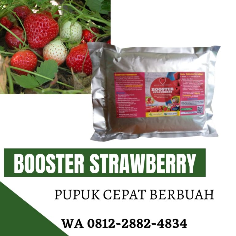 ORI, 0812-2882-4834, Pusat Pupuk Strawberry Cepat Berbuah Tasikmalaya, Toko Pupuk Dasar Strawberry Sukabumi, Harga Pupuk Untuk Strawberry Dalam Pot Depok