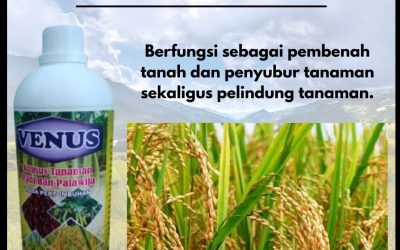 PROMO 0812-2882-4834 Tempat Pupuk Pemberat Buah Padi Banda Aceh, Asli Pupuk VENUS Pembesar Buah Padi Aceh Barat, Ori Pupuk Cair Buah Padi Meulaboh