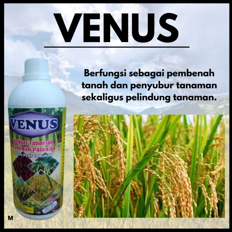 PROMO 0812-2882-4834 Tempat Pupuk Pemberat Buah Padi Banda Aceh, Asli Pupuk VENUS Pembesar Buah Padi Aceh Barat, Ori Pupuk Cair Buah Padi Meulaboh