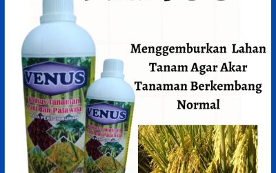 ORI 0812-2882-4834 Agen VENUS Pupuk Padi Umur 60 Hari Palu, Grosir Venus Pupuk Padi Umur 45 Hari Banggai