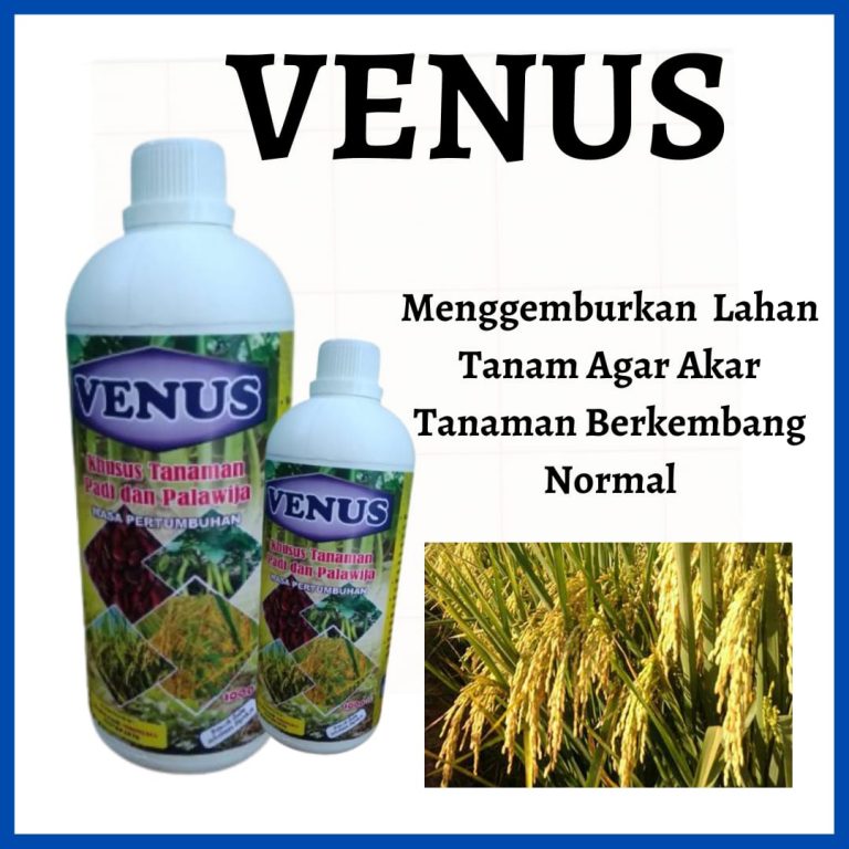 ORI 0812-2882-4834 Agen VENUS Pupuk Padi Umur 60 Hari Palu, Grosir Venus Pupuk Padi Umur 45 Hari Banggai