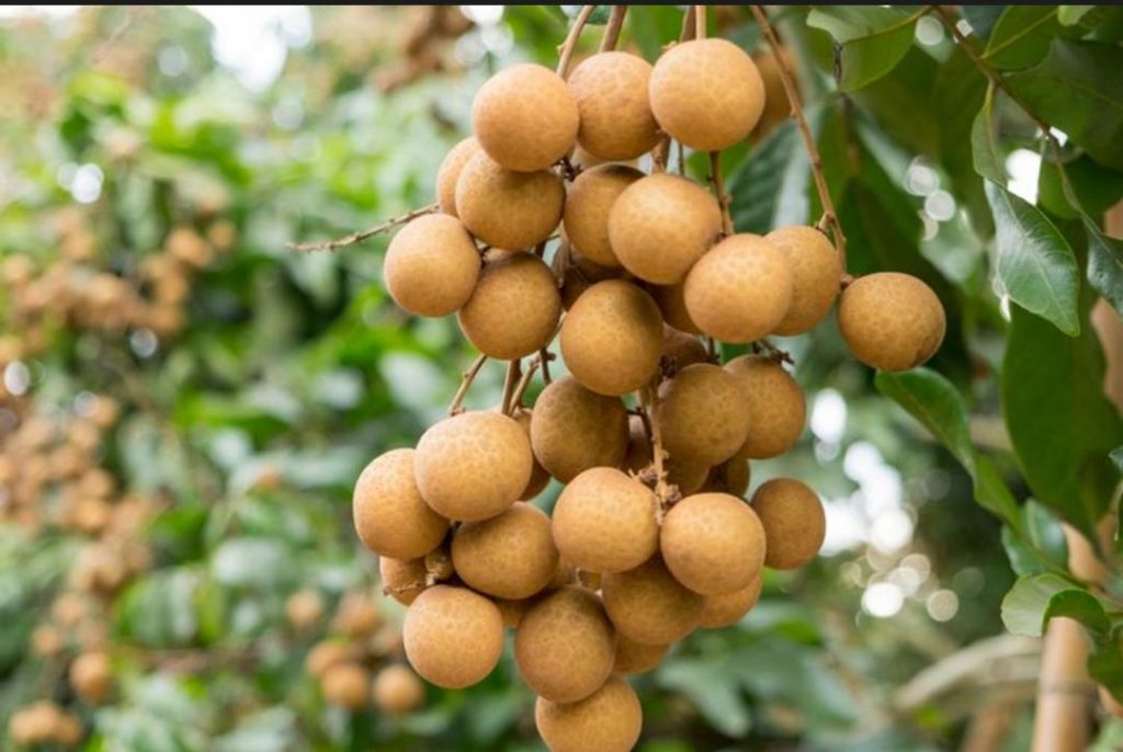 Agen Pupuk Lengkeng Booster, Murah Pupuk Lengkeng Dalam Pot, Beli Pupuk Khusus Kelengkeng, Sedia Pupuk Untuk Kelengkeng, Jual Pupuk Kelengkeng Matalada, Diskon Pupuk Alami Kelengkeng, Distributor Pupuk Lengkeng Booster, Agen Pupuk Buah Kelengkeng Agar Cepat Berbuah, Murah Pupuk Perangsang Buah Kelengkeng, Beli Pupuk Untuk Buah Kelengkeng