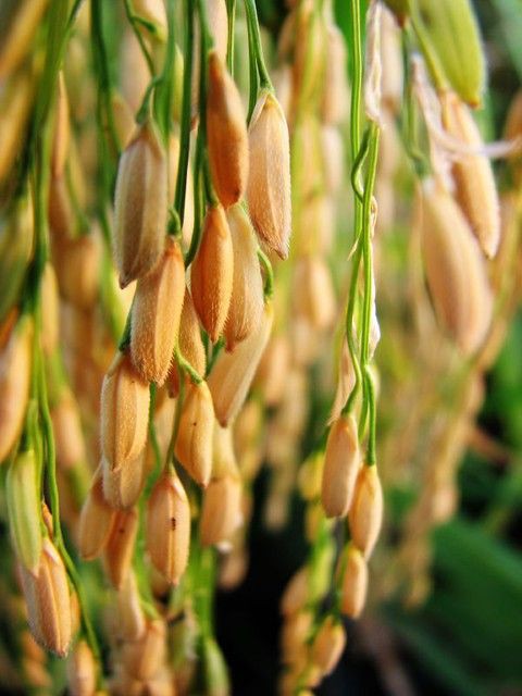  Diskon Pupuk Jeruk Biar Manis, Distributor Pupuk Jeruk Cepat Berbuah, Agen Pupuk Tanaman Jeruk, Murah Pupuk Generatif Jeruk, Beli Pupuk Jeruk Kasturi, Sedia Pupuk Buah Jeruk Biar Manis, Jual Pupuk Buah Jeruk Lemon, Diskon Pupuk Buah Jeruk Nipis, Distributor Pupuk Buah Jeruk Santang Madu, Agen Pupuk Buah Jeruk Bali