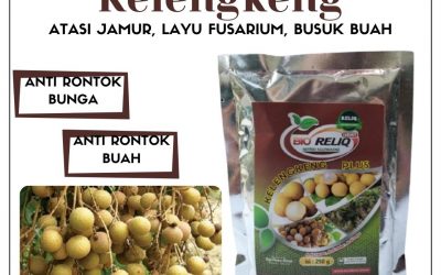 MURAH, 0812-2882-4834, Agen Pupuk Buat Buah Kelengkeng Mojokerto, Distributor Pupuk Pembesar Buah Kelengkeng Mojosari, Pusat Pupuk Pelebat Buah Kelengkeng Nganjuk