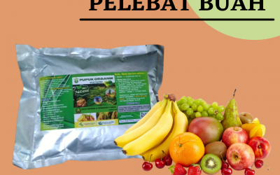 TELP, 0812-2882-4834, Agen pupuk perangsang buah untuk lengkeng Bengkulu Selatan, Distributor pupuk pelebat buah mentimun Kota Manna, Pusat pupuk perangsang buah mangga Rejang Lebong