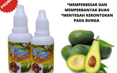 Agrobisnis, 0812-2882-4834, Pupuk Daun Alpukat, Pupuk Dasar Alpukat Surabaya, Pupuk Untuk Buah Alpukat Bangkalan, Pupuk Dan Obat Hama Alpukat Banyuwangi