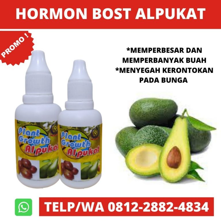 Agrobisnis, 0812-2882-4834, Pupuk Daun Alpukat, Pupuk Dasar Alpukat Surabaya, Pupuk Untuk Buah Alpukat Bangkalan, Pupuk Dan Obat Hama Alpukat Banyuwangi