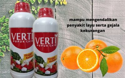 BIG SALE, 0812-2882-4834, Harga Pupuk Jeruk Madu Kota Manokwari, Pabrik Pupuk Untuk Jeruk Manis Sorong, Jual Pupuk Jeruk Supaya Manis Aimas
