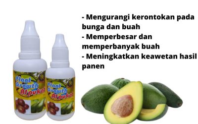 Berkah, 0812-2882-4834, Pupuk Terbaik Untuk Alpukat Bandung, Pupuk Untuk Tanaman Buah Alpukat Soreang, Pupuk Buah Alpukat Agar Cepat Berbuah Bandung Barat