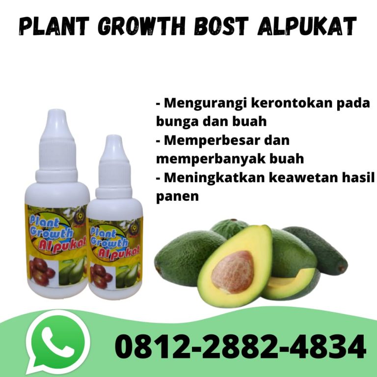 Berkah, 0812-2882-4834, Pupuk Terbaik Untuk Alpukat Bandung, Pupuk Untuk Tanaman Buah Alpukat Soreang, Pupuk Buah Alpukat Agar Cepat Berbuah Bandung Barat