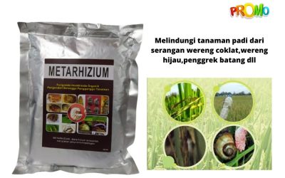 DISKON, 0812-2882-4834, Harga Insektisida Untuk Pohon Mangga Kerinci, Pabrik Insektisida Untuk Perendaman Benih Padi Siulak, Jual Insektisida Untuk Padi Sawah Merangin