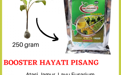 PROMO, 0812-2882-4834, Distributor pupuk pisang ambon Kota Surabaya, Pusat pupuk pisang terbaik Kota Probolinggo, Toko pupuk pisang saat berbuah
